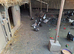 Call Ducks for sale.....black and white pied
