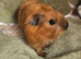 3 baby girls/sows