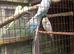 Young budgies