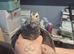 11 Corturnix Quail