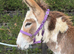 Jenny donkey