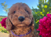 Cockapoo puppies