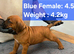 Boerboel ( Bella) gave birth to 2 boys and 4 female. Now 3 female left