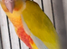 Sun Cheeks Conures