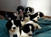 Springer Spaniel Puppies