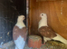 Hi very nice and very good health German owls