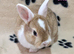 Bunnies to reserve ready for new homes between 15th to the 29th November