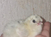 Chicks and ducklings