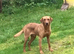 Fox Red Labrador