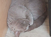 A beautiful bsh girl needs loving home (offers)