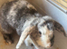 Rehome lop ear