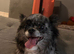 Rare! Blue Merle chi!