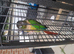 Green cheek conure