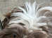Shipoo