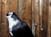 Iraqi basra pigeons male