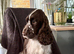 READY THIS FRIDAY Stunning F1 Cockapoo puppy!
