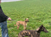 Lurcher pups