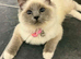 Ragdoll female