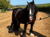 13hh 12 year old cob gelding