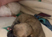 Chug x jack Russel pups