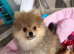Female Pomeranian puppy