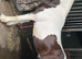 Halfbred gelding