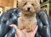 4 BEAUTIFUL MINIATURE POODLE BOYS
