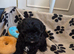 Shih poo puppies ready to leave