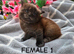 BEAUTIFUL KITTENS