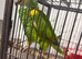 Yellow head Amazon parrot