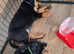 Beautiful pup's for sale