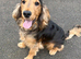 FOR STUD KC REG SHOW COCKER SPANIEL