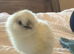 One silkie left