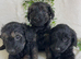 STUNNING DNA TESTED GOLDENDOODLES