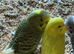 Beautiful baby budgies available in a variety of colours.