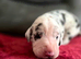 Championship Great Dane Pups