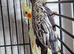 Baby Cockatiels available