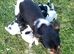 Jack Russell