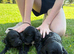 Beautiful Cockapoo Puppies – 3 Boys & 3 Girls We are delighted to offer our gorgeous litter of 6 Cockapoo puppies looking for their forever homes.