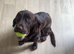 8 month old sprocker
