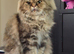 Persian Chinchilla Ragdoll Kittens Cat cute cats fluffballs adorable pets animals