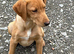 Beautiful 6 month old male part trained male a brilliant pet or continued work