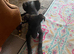 Female Lurcher pup 12 weeks old