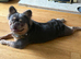 Full kc registered fluffy French bulldog