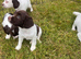 Working springer pups