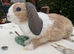 Two beautiful mini plush lops