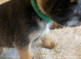 K.C. Reg border terriers
