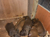 Chocolate, patterdale pups, ready in 4 weeks!