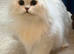 GCCF Active British Shorthair Adult Cats