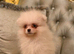 White Pomeranian puppies